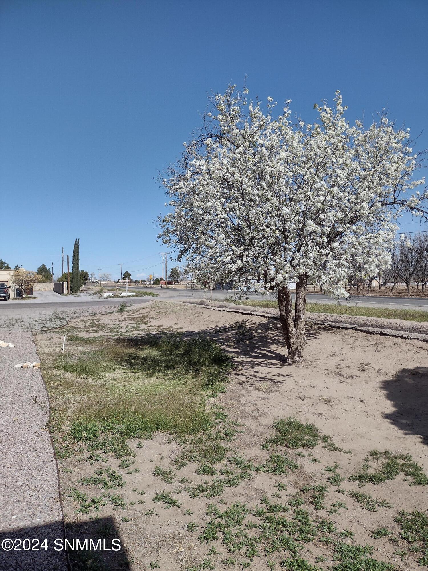 Photo blooming tree Tierra del Sol