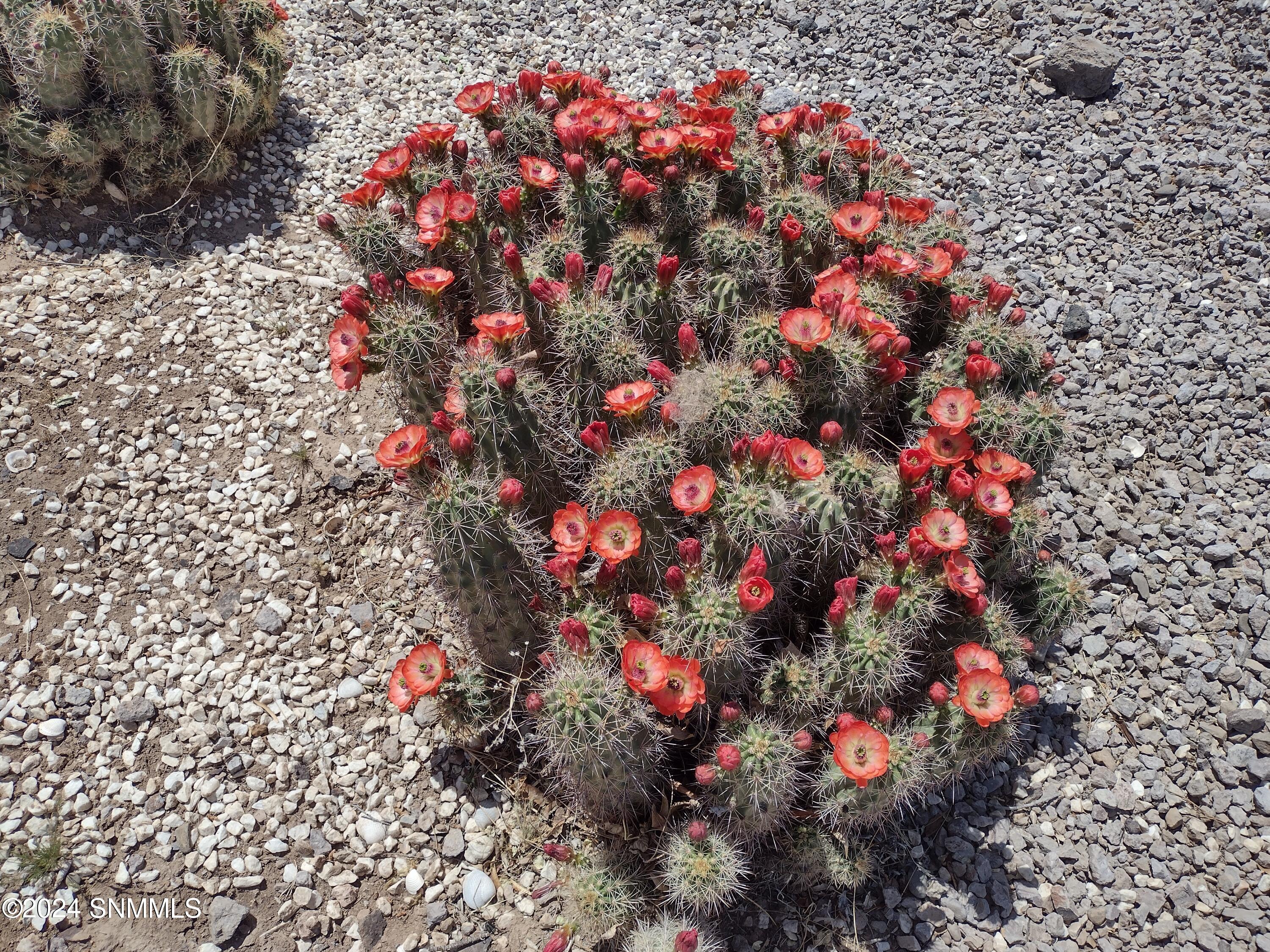 Photo hedgehog cactus Tierra del Sol