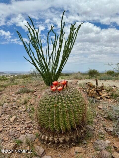 Copper Bar cactus