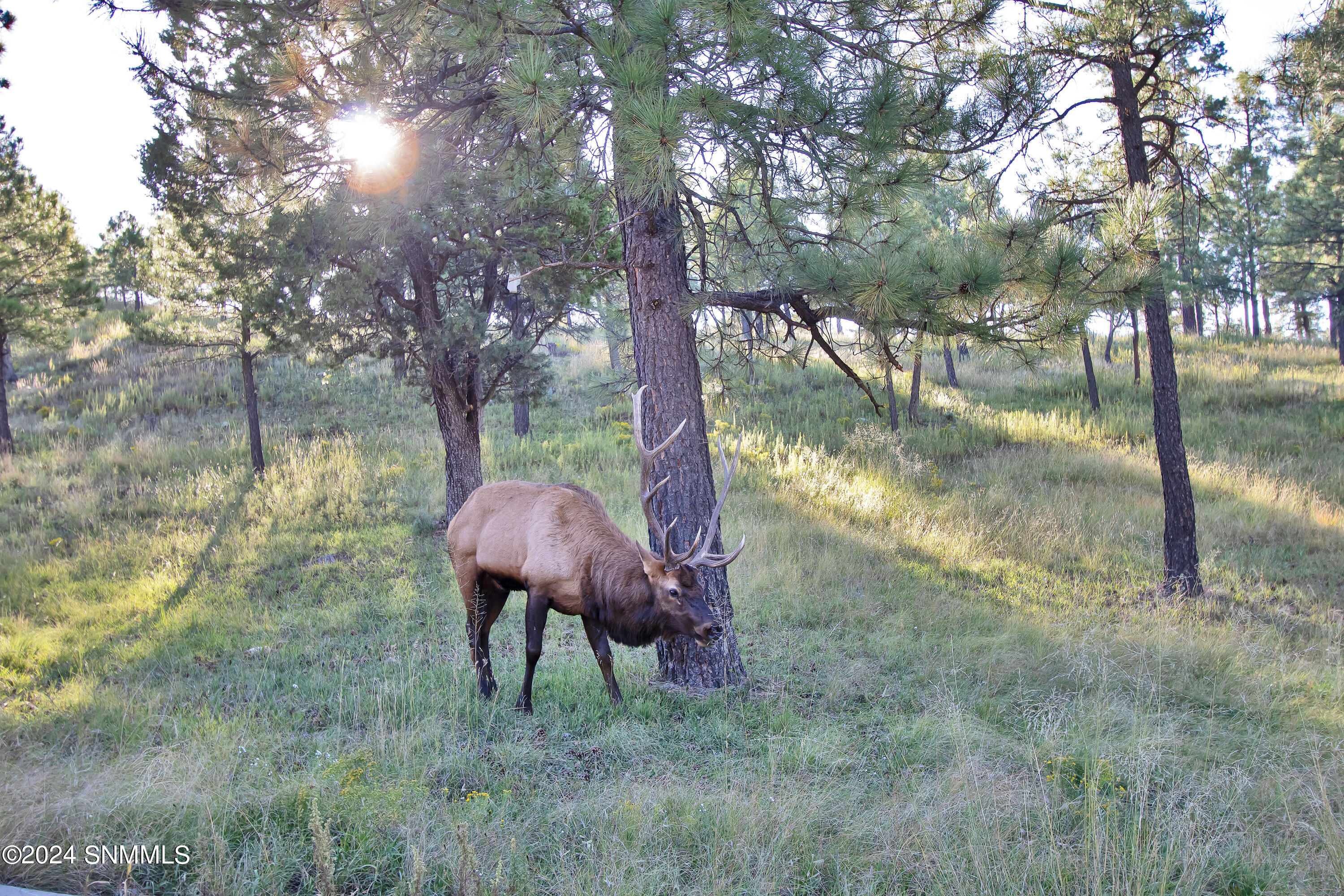 Elk