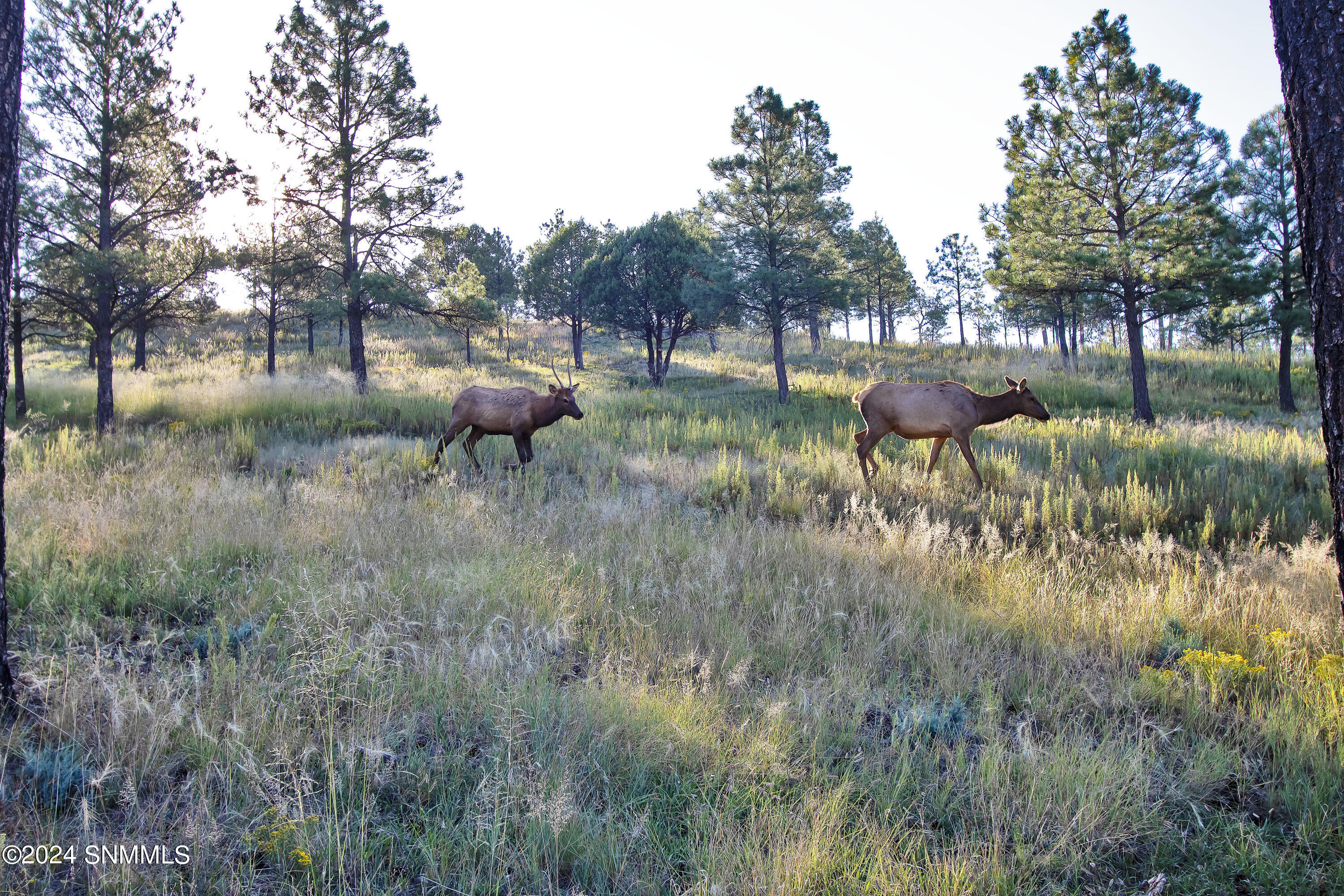 Elk