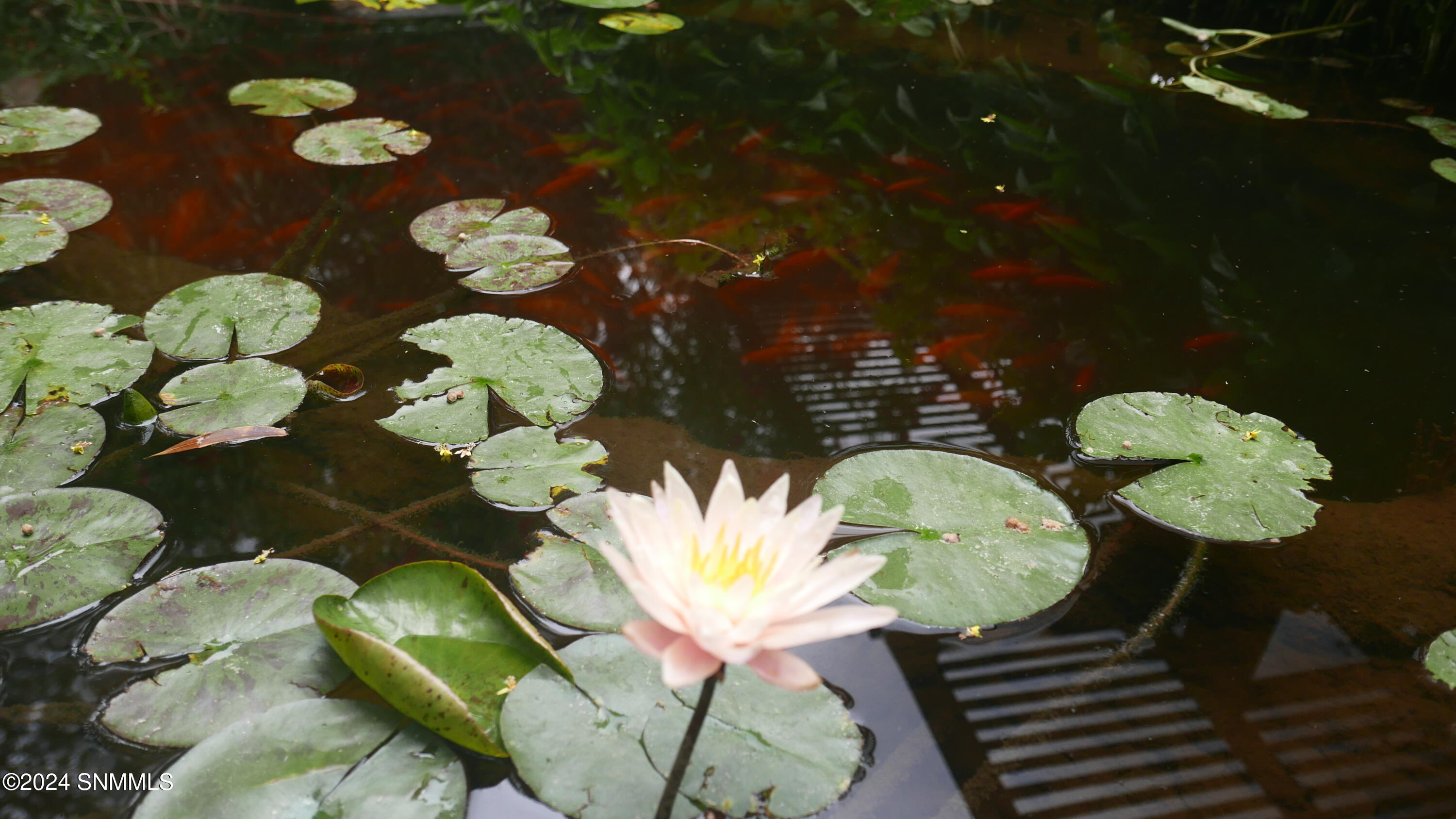 Koi Pond W/ Lily Pads