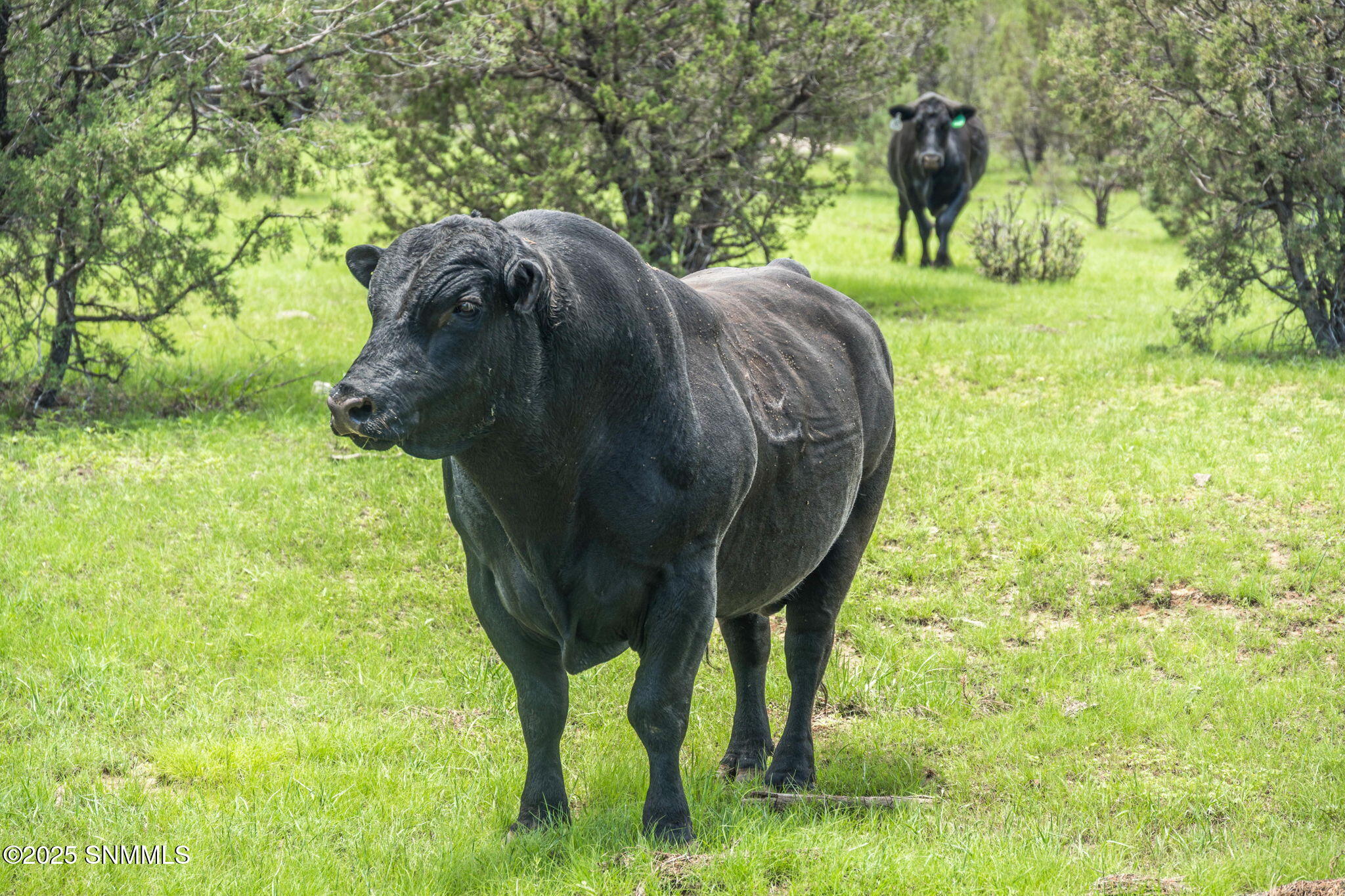 24-web-or-mls-Snappin Homes (DryCreekRan