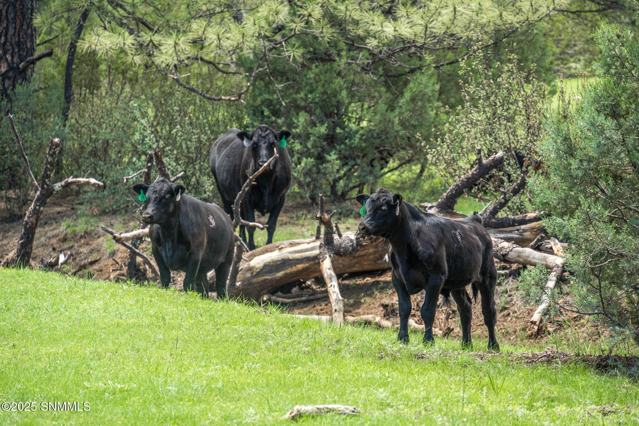 25-web-or-mls-Snappin Homes (DryCreekRan