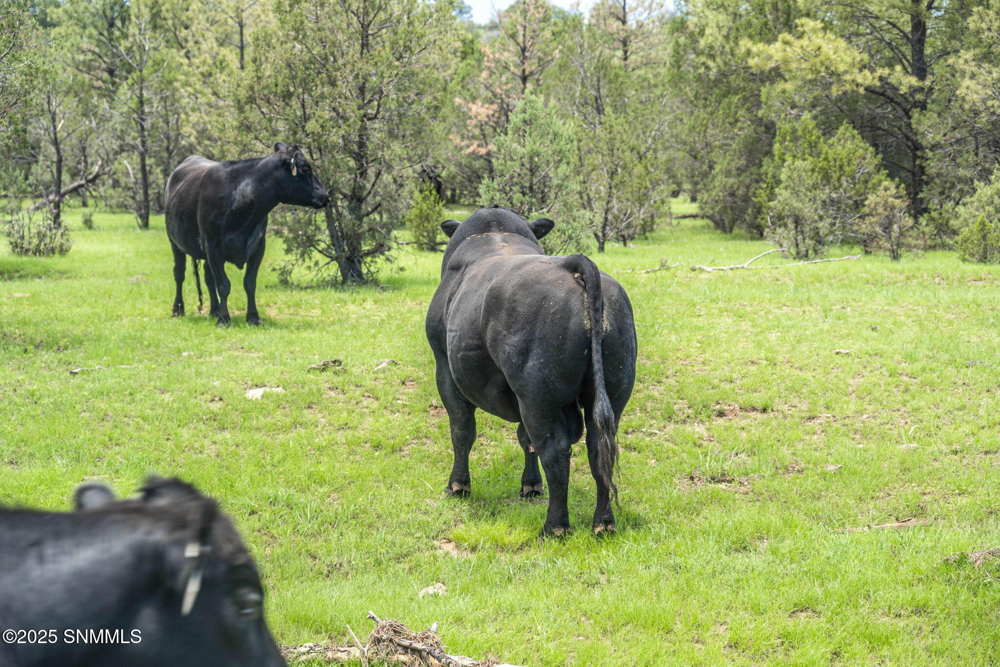 26-web-or-mls-Snappin Homes (DryCreekRan