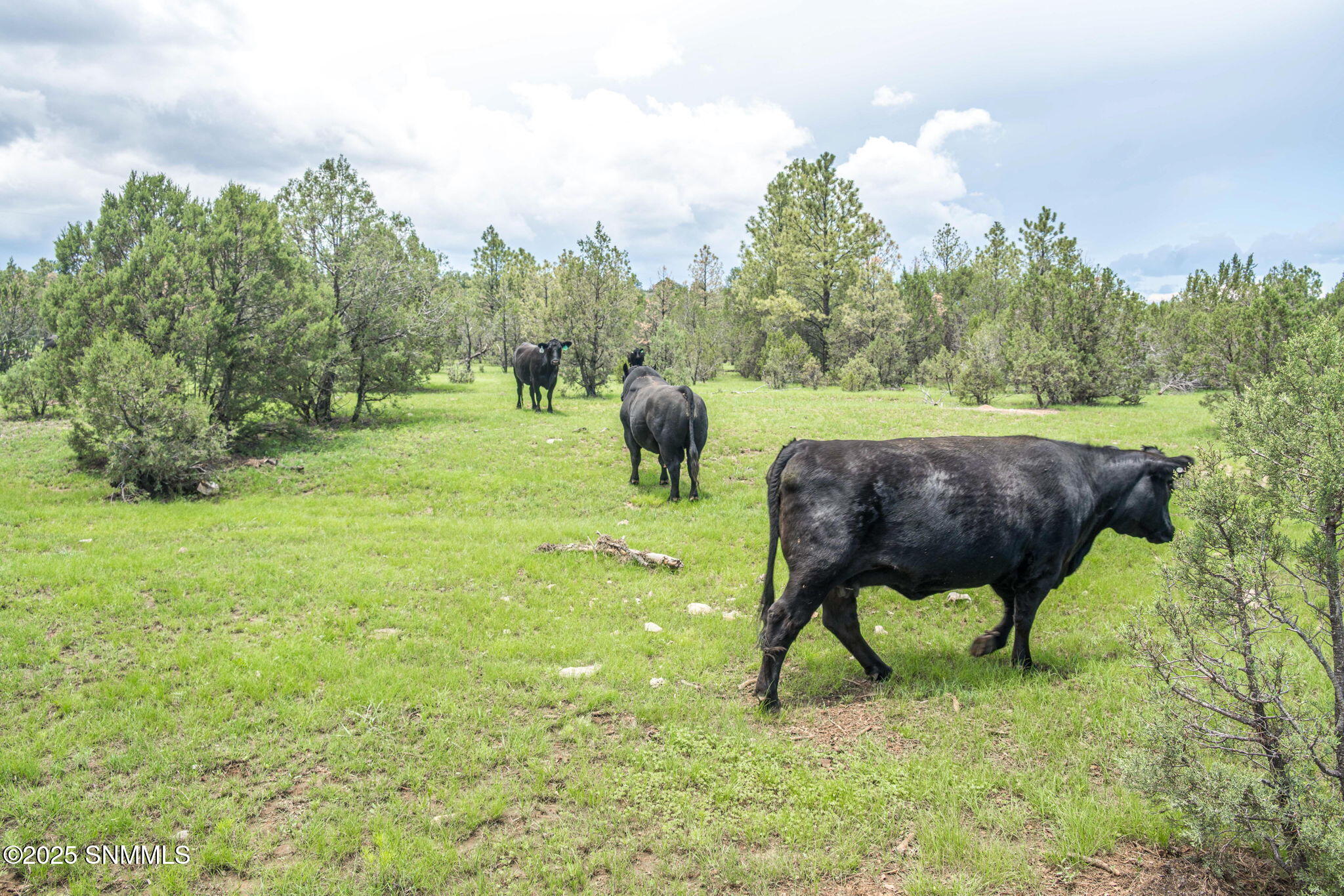 27-web-or-mls-Snappin Homes (DryCreekRan