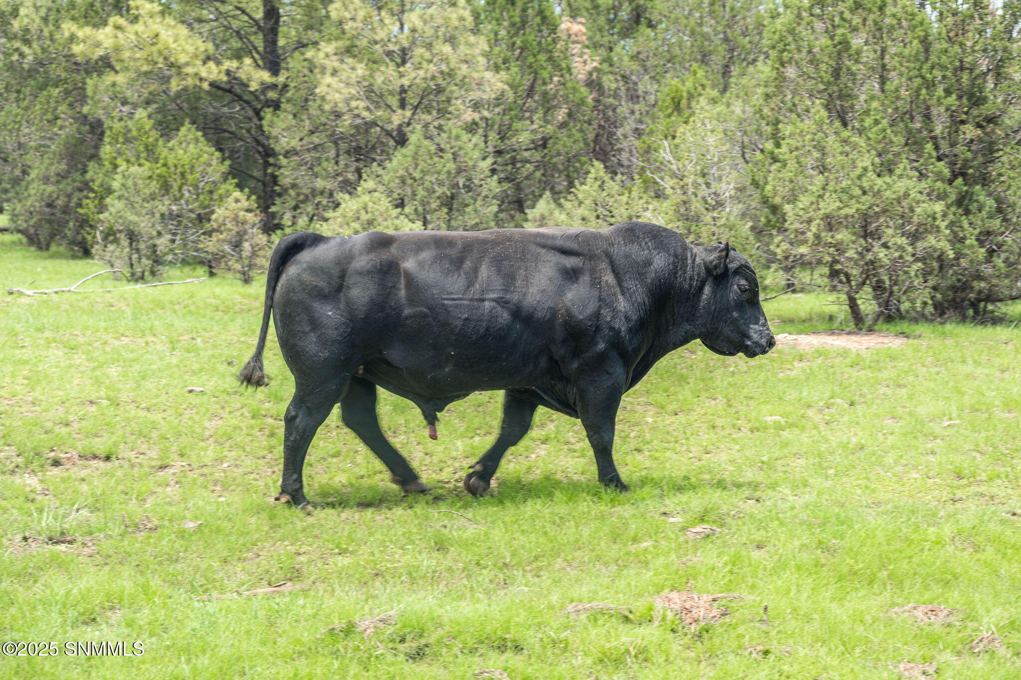 28-web-or-mls-Snappin Homes (DryCreekRan