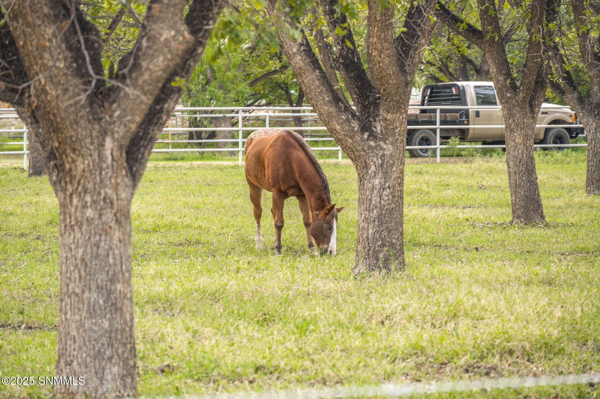 125-web-or-mls-McNutt 7003-125