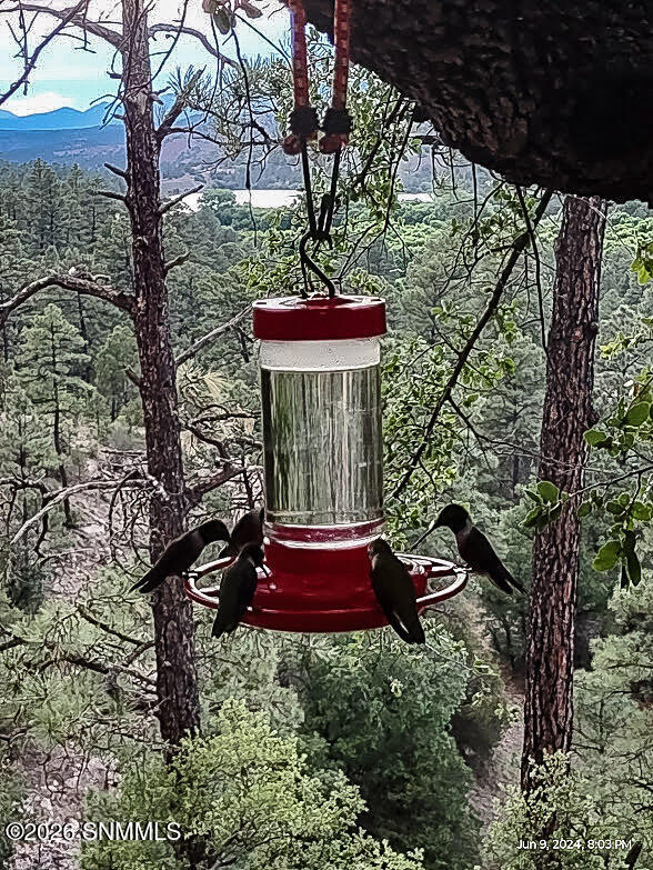 47-NM - Hummingbird at Sunset #9 - multi