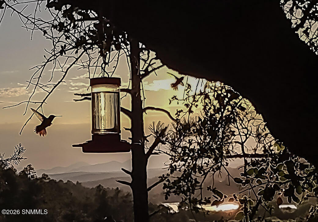 Hummingbird Sunset with Lake Roberts