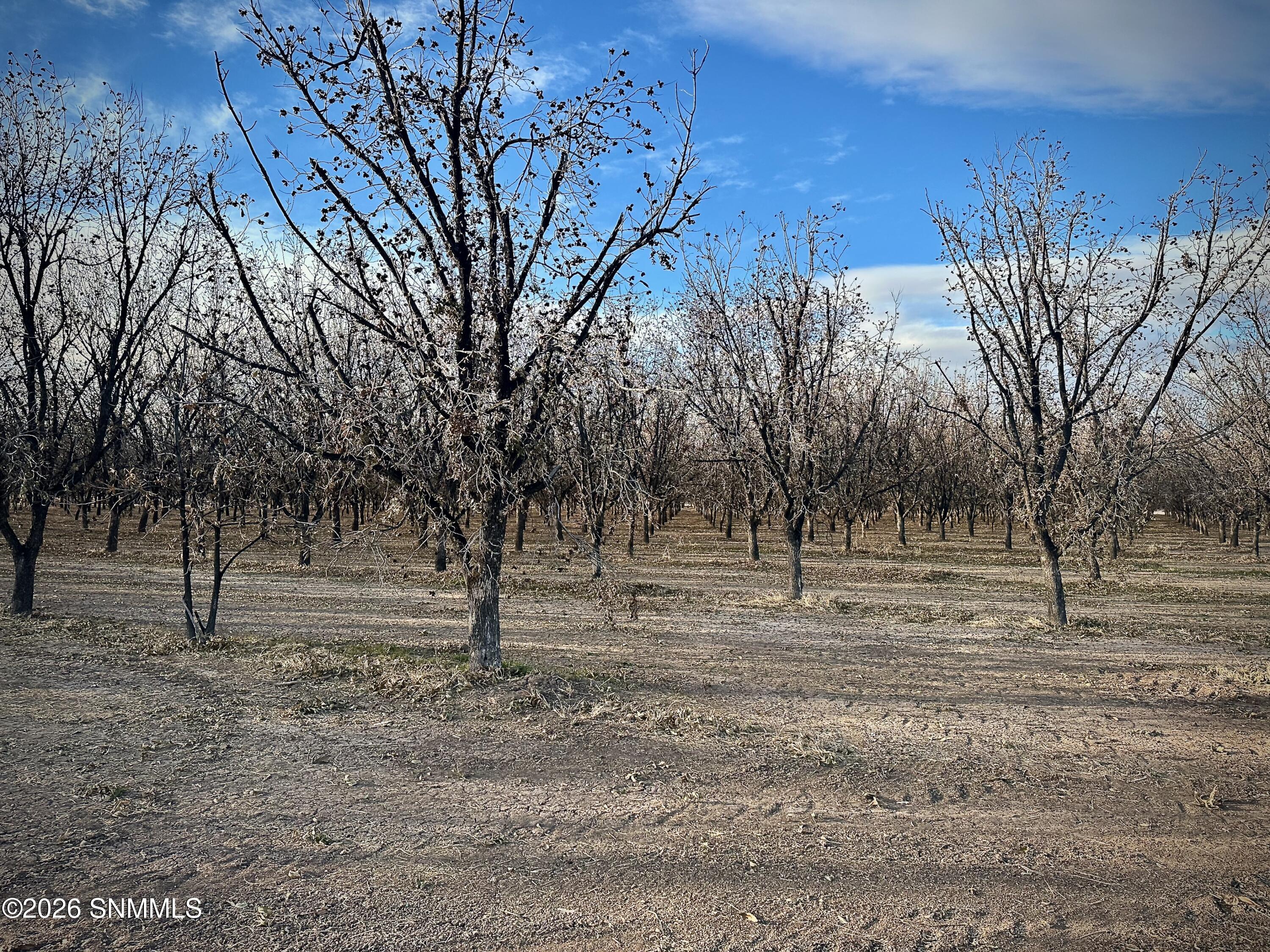 Pecan Farm - 1 of 6