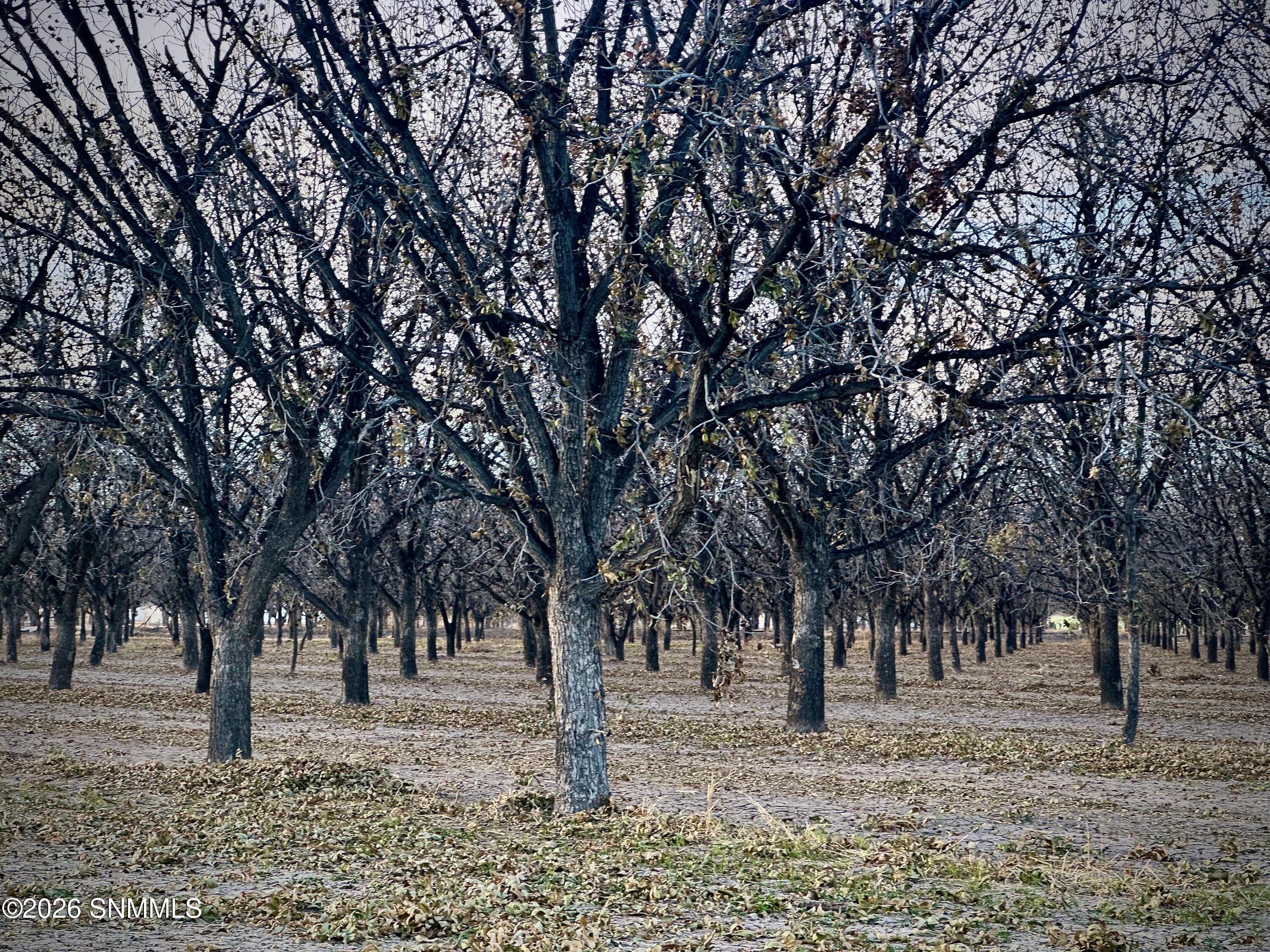 Pecan Farm - 4 of 6