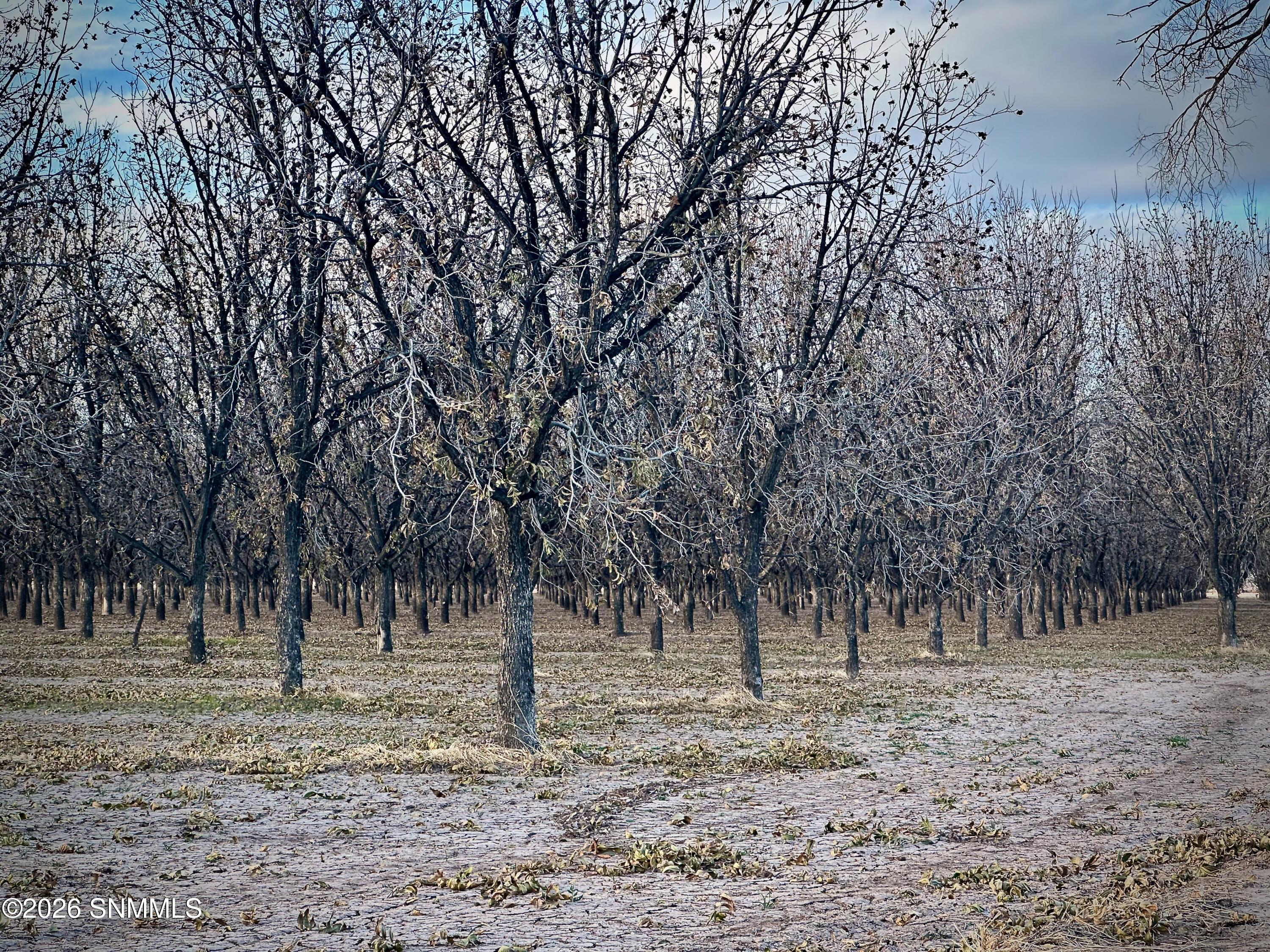 Pecan Farm - 5 of 6