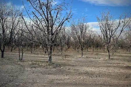 TBA Gillett Road, Anthony, New Mexico 88021, ,Farm,For Sale,Gillett,2601021