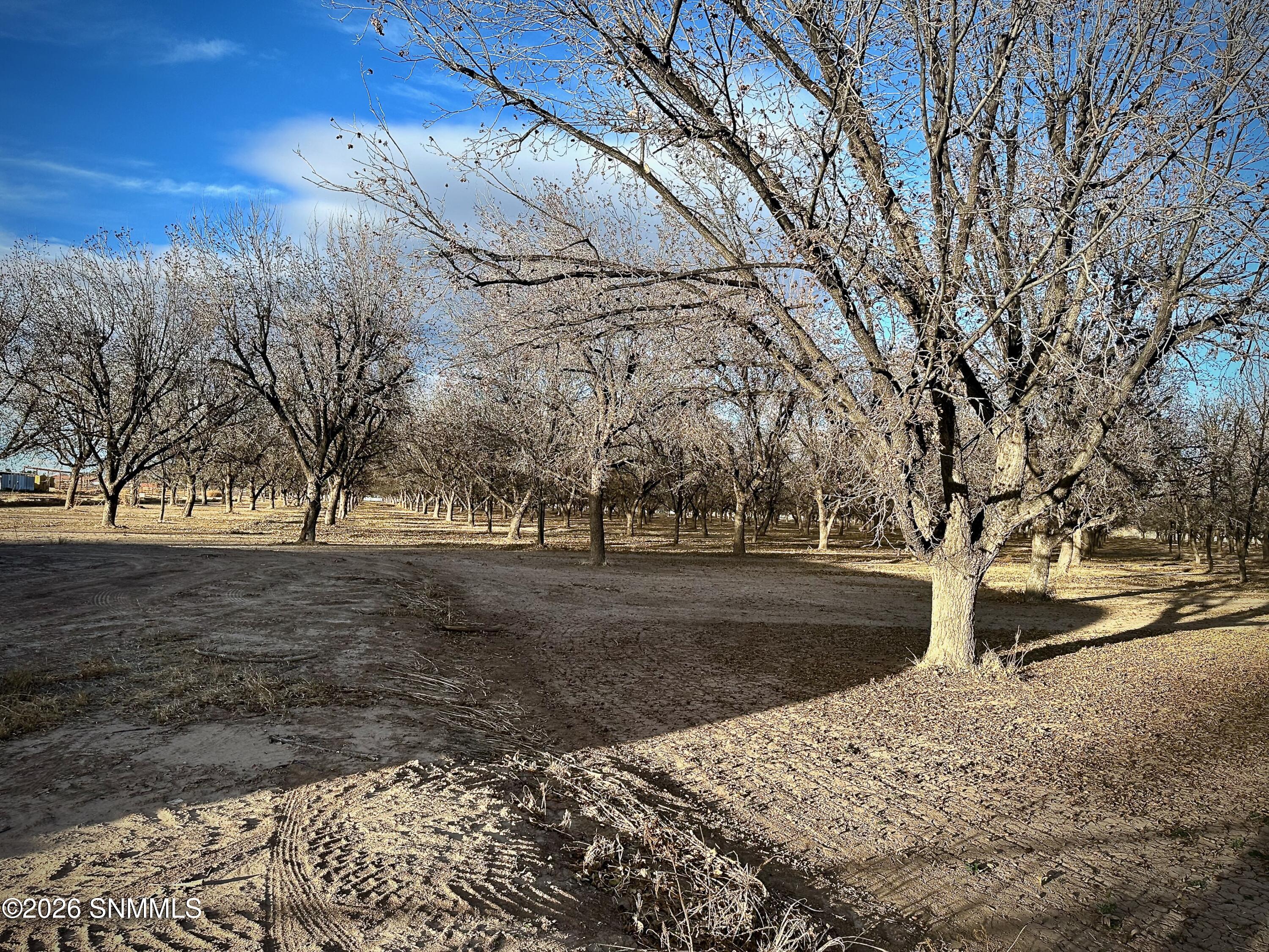 Pecan Farm - 4 of 6