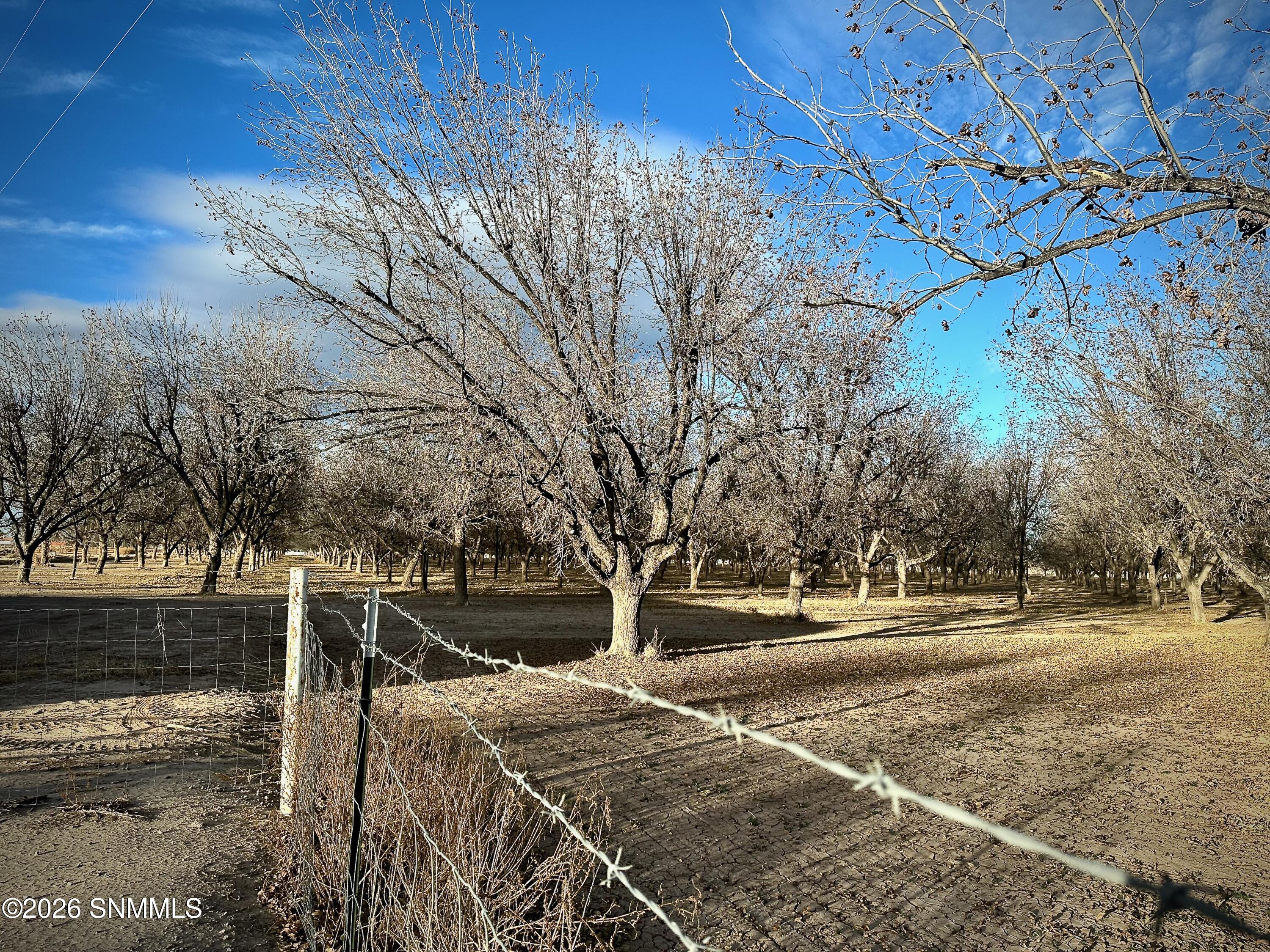 Pecan Farm - 3 of 6