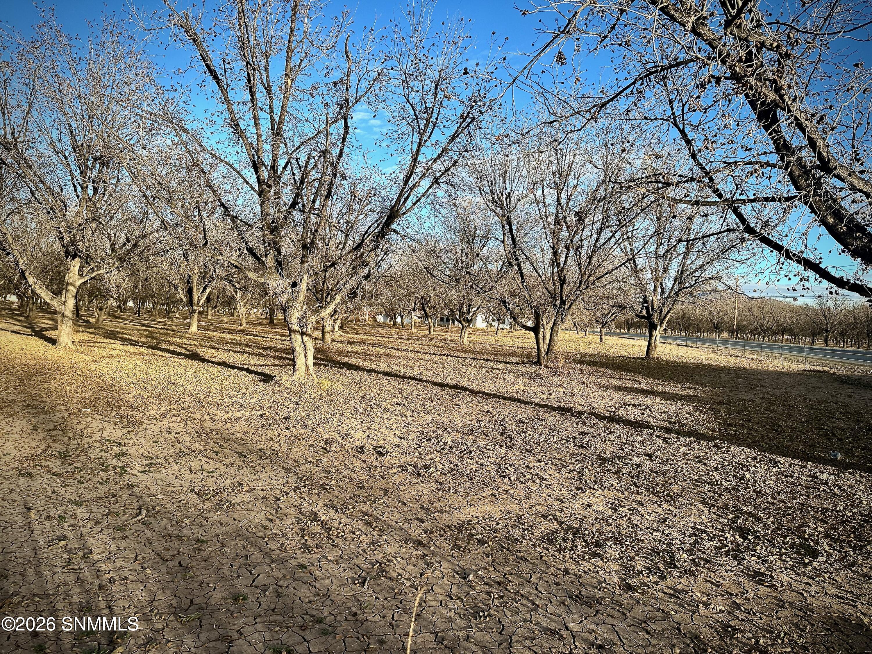 Pecan Farm - 5 of 6