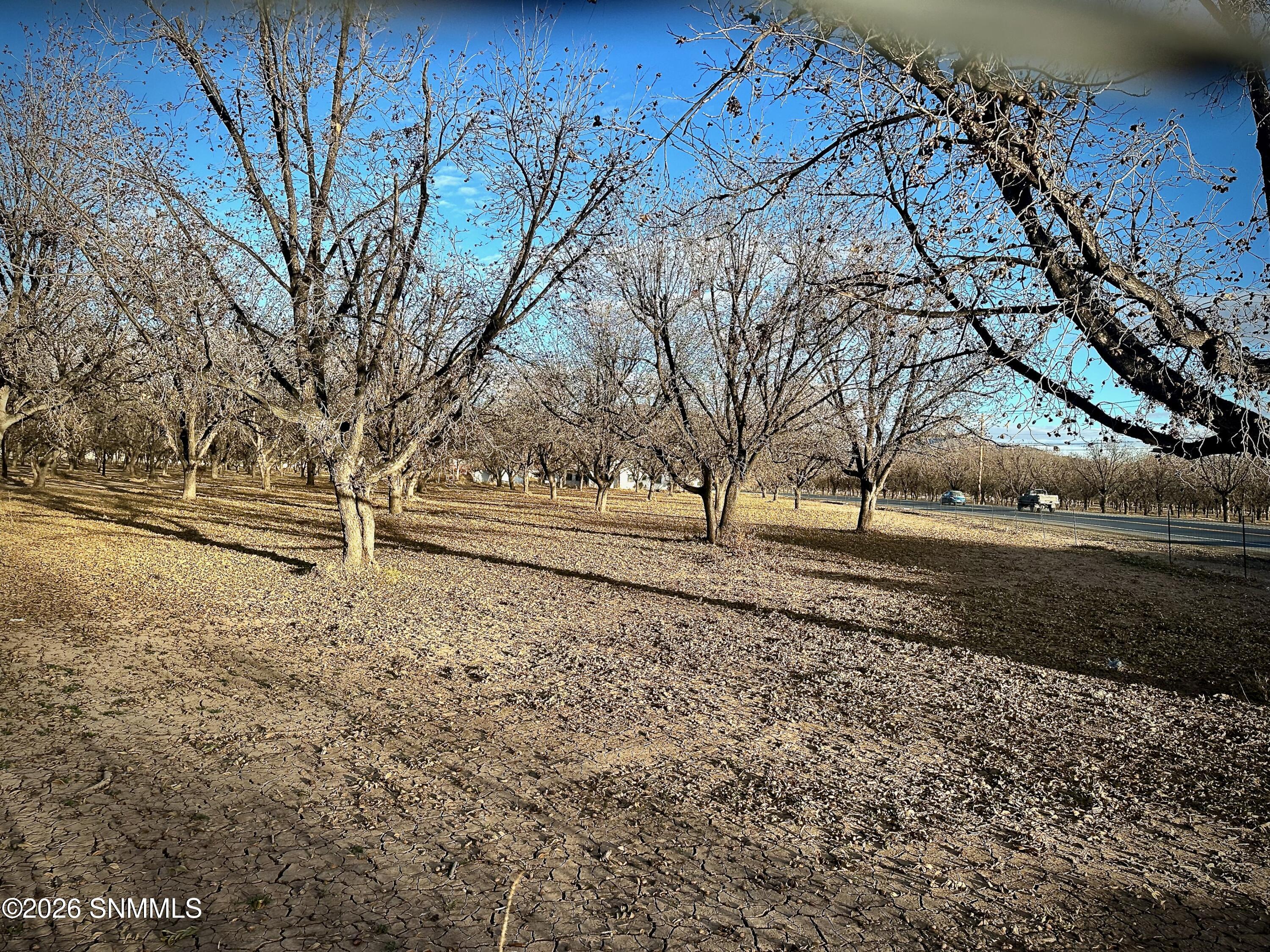 Pecan Farm - 6 of 6
