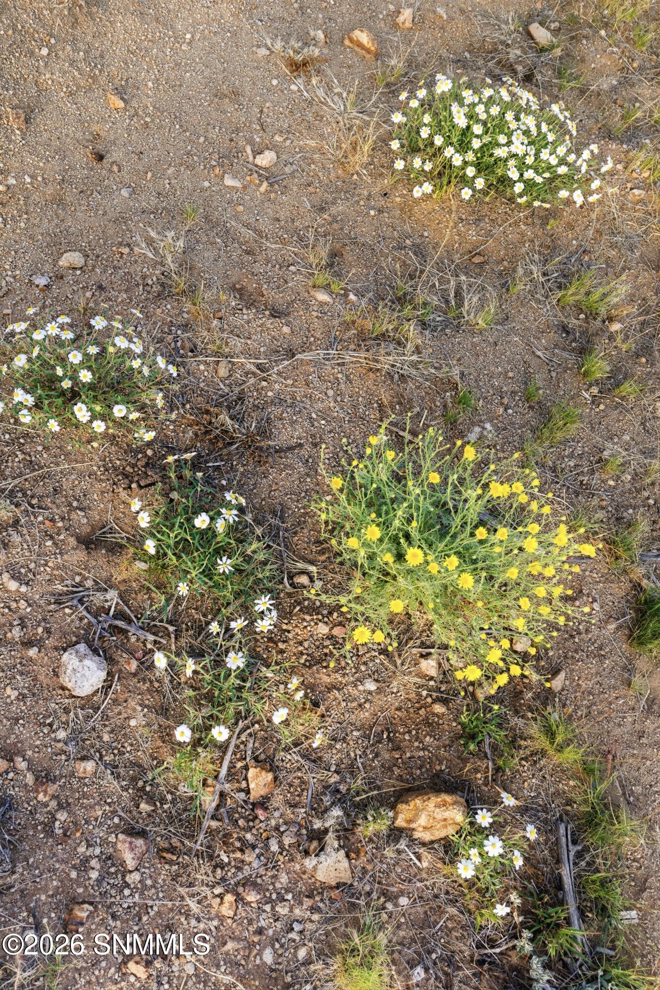 Cactus_Keys_Group_031