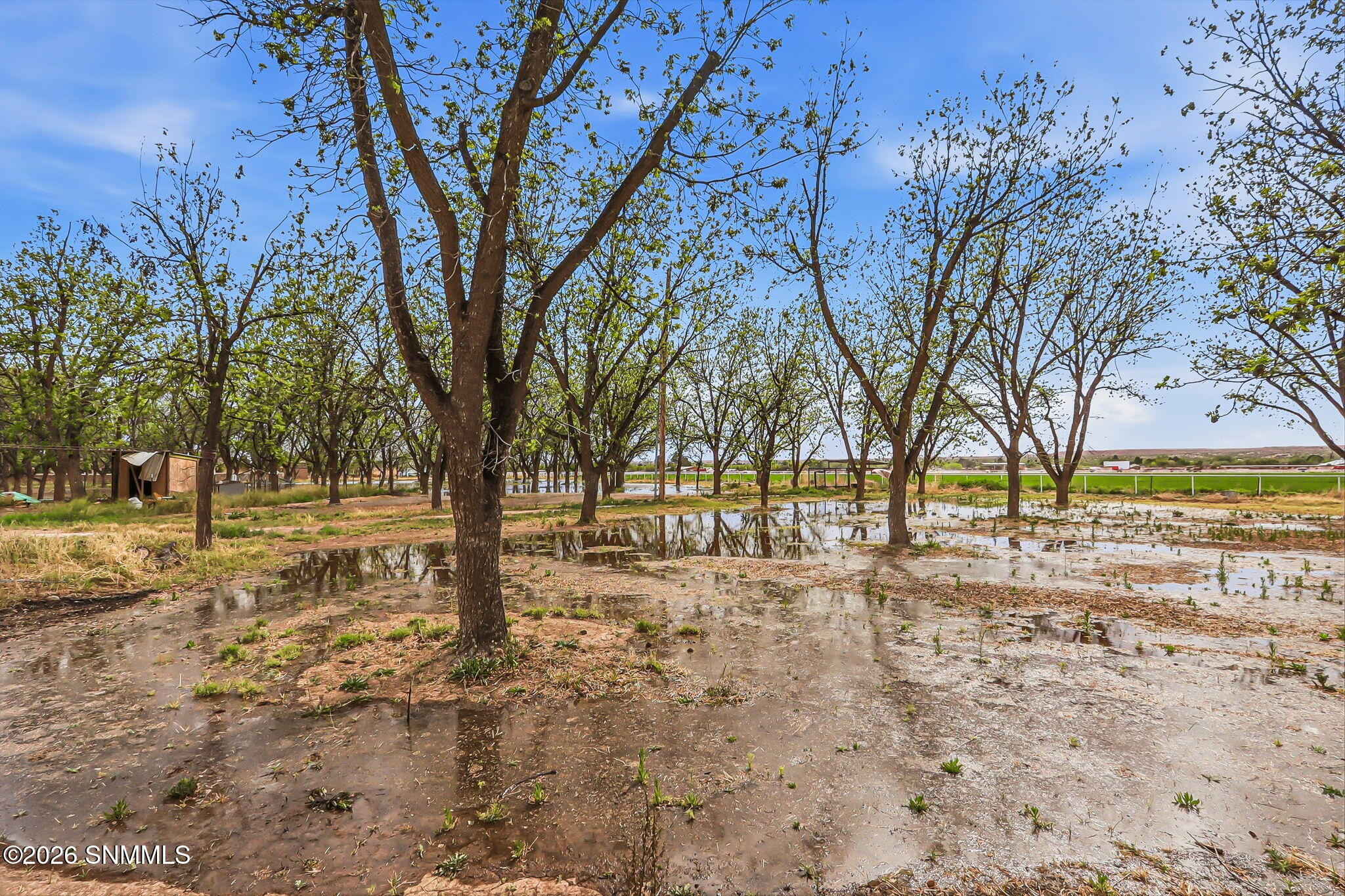 43-web-or-mls-IMG_9095