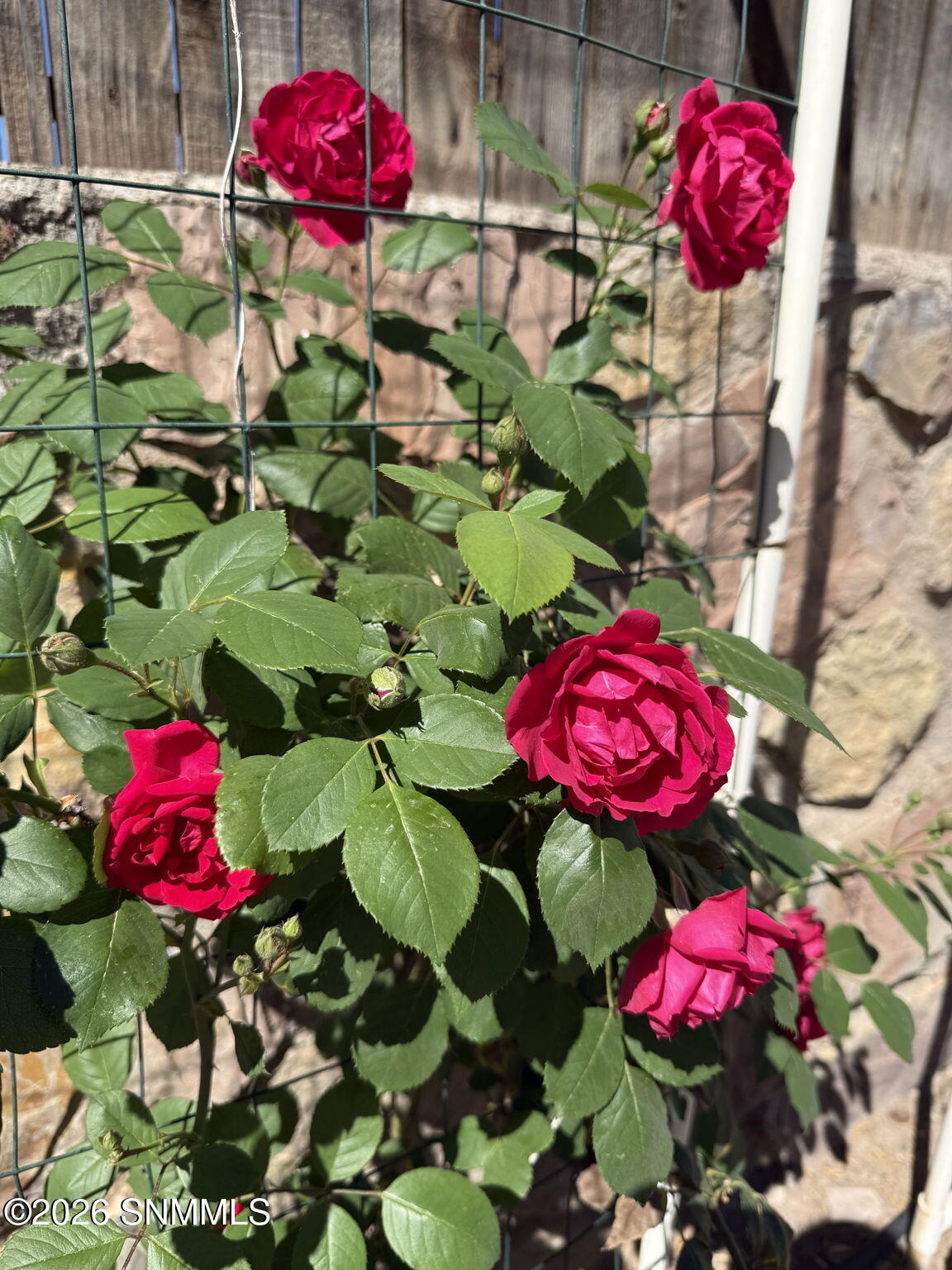 71-web-or-mls-IMG_9853