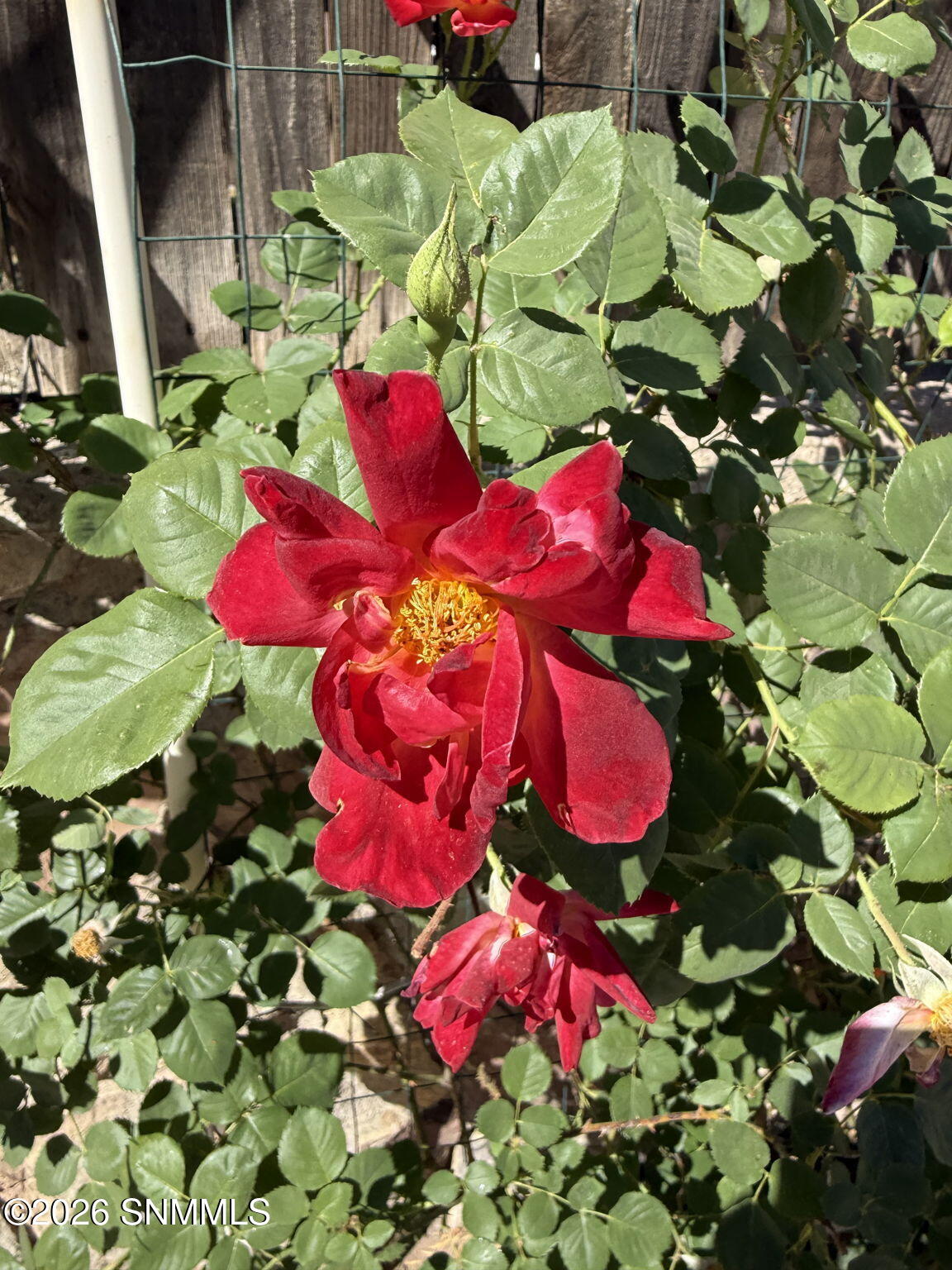 69-web-or-mls-IMG_9851