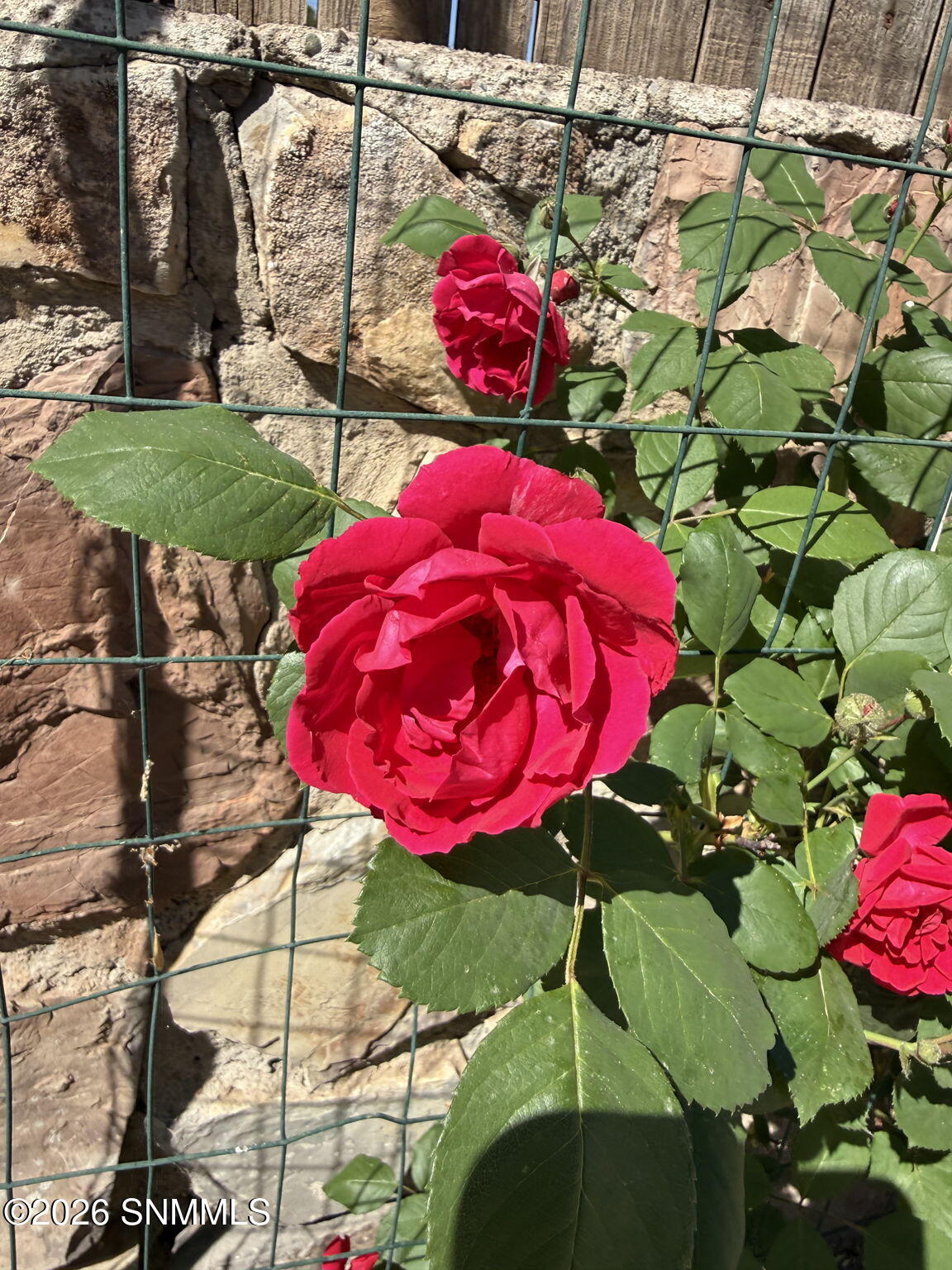 70-web-or-mls-IMG_9852