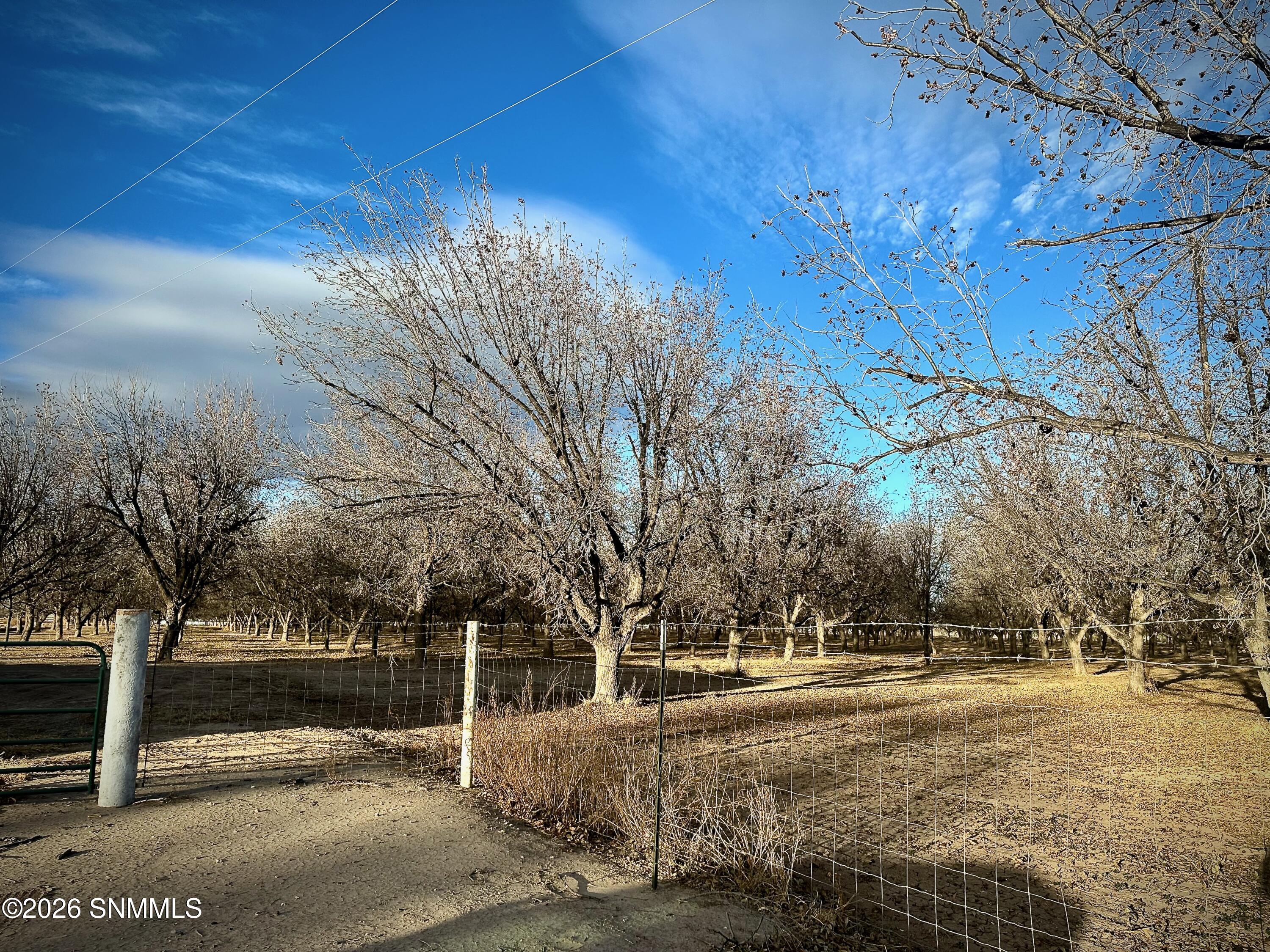 Pecan Farm - 2 of 6