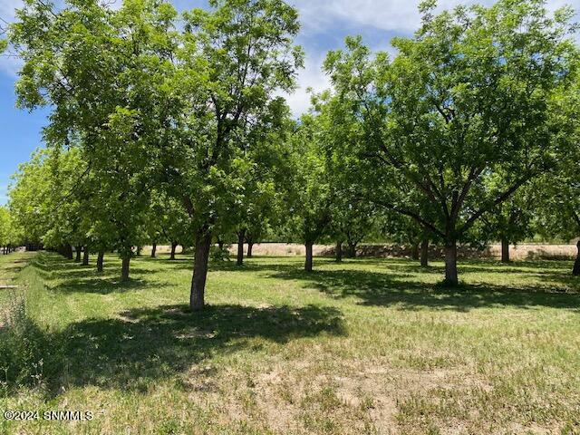 Pecans