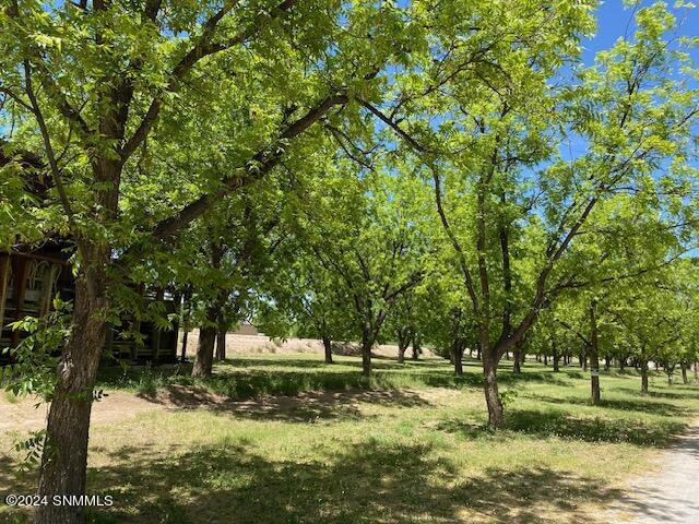 Pecans